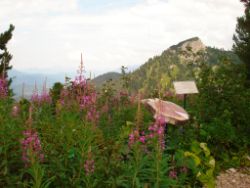 2013-08-18_Regina-F-Rau_Schachen_Alpengarten (704).JPG